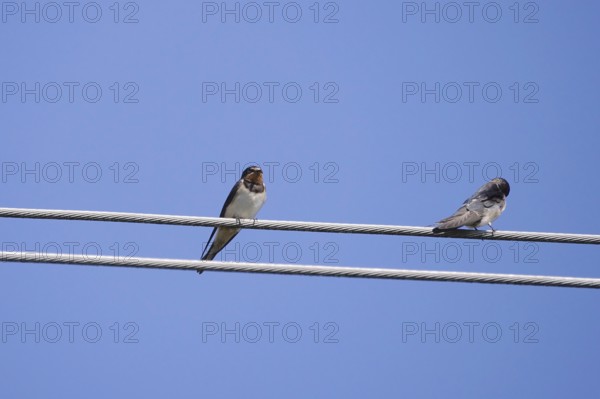 Swallows in front of a blue summer sky, August, Germany