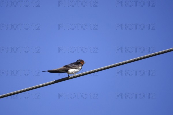 Swallow in front of a blue summer sky, August, Germany