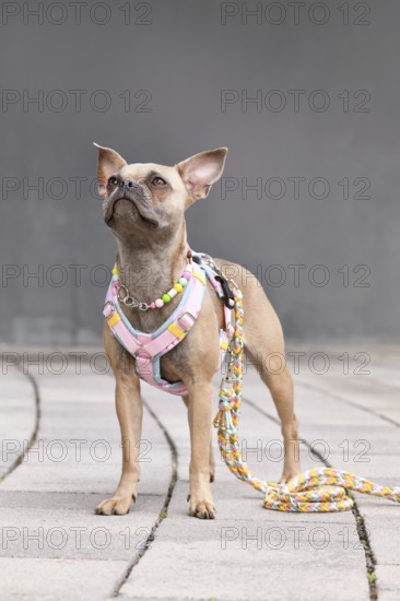 Blue fawn French Bulldog with long healthy nose and tail wearing a y-shaped dog harness, leash and necklace in front of gray wall