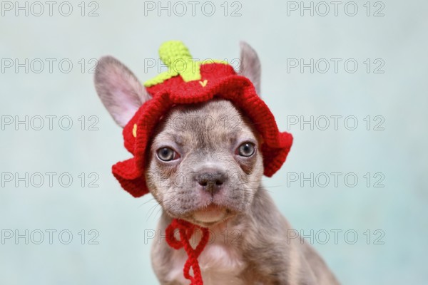 Cute young Lilac Brindle French Bulldog dog puppy with knitted strawberry hat