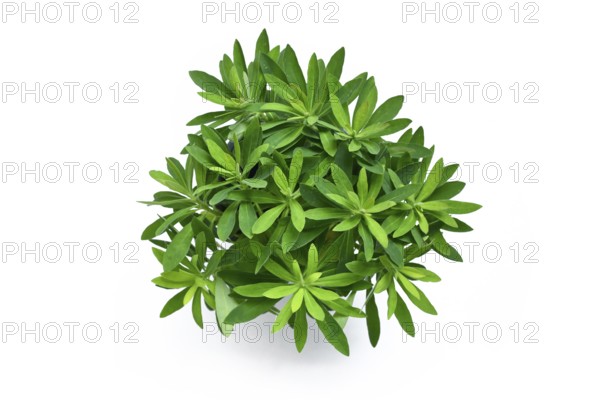 Top view of Euphorbia x martinii plant with green foliage on white background