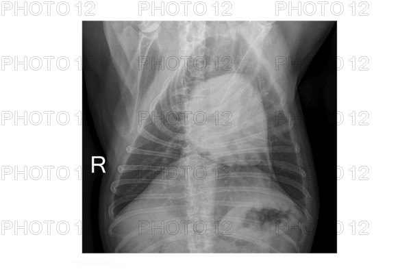 Veterinary lung X-ray of French Bulldog dog used for medical diagnosis