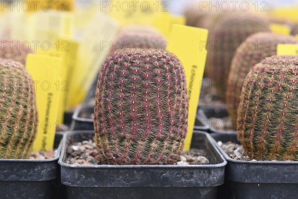 Small Echinocereus Rigidissimus subsp. Rubispinus cactus plants in pots. ALso called Arizona rainbow cactus