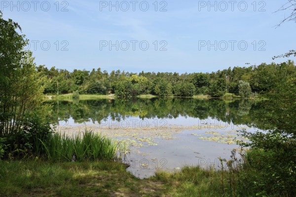 Scenic view of Waldsee forest lake in Viernheim, Germany on a sunny day surrounded by nature