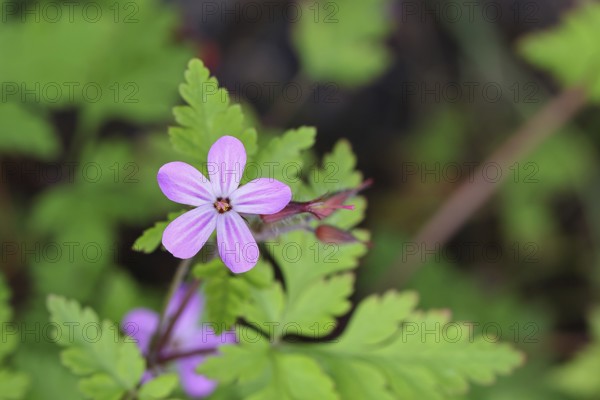 Stinking cranesbill (Geranium robertianum), herb Robert, Ruprechtskraut (Geranium robertianum), flowers in spring, Wilnsdorf, North Rhine-Westphalia, Germany