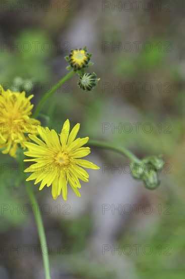 Meadow peony (Crepis biennis), yellow flower by the wayside, Wilnsdorf, North Rhine-Westphalia, Germany