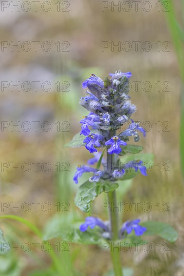 Blue bugle (Ajuga reptans), inflorescence in a meadow, Wilnsdorf, North Rhine-Westphalia, Germany