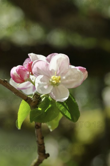 Apple blossoms (Malus), red still closed blossoms and white opened blossom with bokeh in the background, close-up, Wilnsdorf, North Rhine-Westphalia, Germany