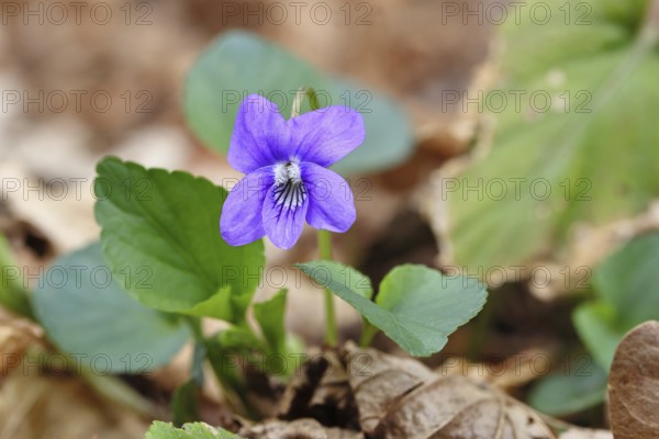 Grove violet (Viola riviniana), flower, in a beech forest, Wilnsdorf, North Rhine-Westphalia, Germany
