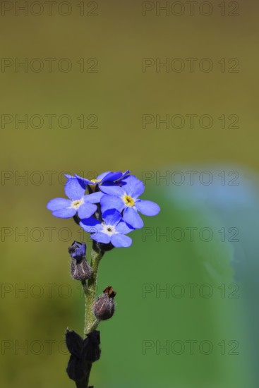 Marsh forget-me-not (Myosotis palustris), true forget-me-not in bloom in spring, Wilnsdorf, North Rhine-Westphalia, Germany
