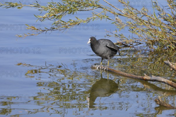 Eurasian Coot, coot rail, (Fulica atra), standing on a branch of a fallen tree on the lakeshore, Chiemsee, Prien, Bavaria, Germany