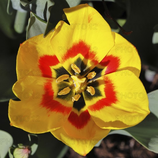 Tulip (Tulipa), red-yellow flower, pistil and stamens in a tulip calyx, Wilnsdorf, North Rhine-Westphalia, Germany