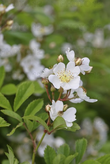 Bibernell rose (Rosa spinosissima L., syn.: Rosa pimpinellifolia L.), also called dune rose, earth rose, field rose, oat rose, prickly rose, spiky rose and rock rose, is one of the oldest wild rose species, dog rose, flowers on a bush, Wilnsdorf, North Rhine-Westphalia, Germany