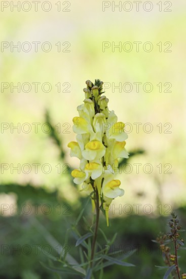 Common toadflax, also known as common toadflax, Chaenorhinum minus and lady's flax, (Linaria vulgaris), medicinal plant, flowers by the roadside, Wilnsdorf, North Rhine-Westphalia, Germany