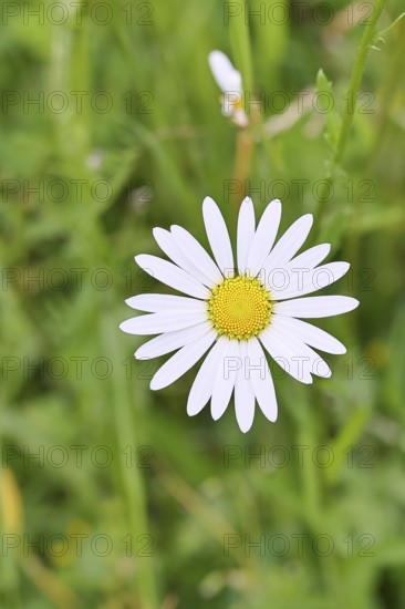Daisy (Leucanthemum vulgare), flower in a meadow, close-up, macro, Wilnsdorf, North Rhine-Westphalia, Germany