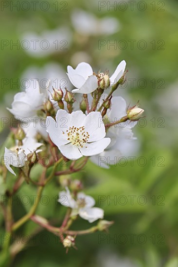 Bibernell rose (Rosa spinosissima L., syn.: Rosa pimpinellifolia L.), also called dune rose, earth rose, field rose, oat rose, prickly rose, spiky rose and rock rose, is one of the oldest wild rose species, dog rose, flowers on a bush, Wilnsdorf, North Rhine-Westphalia, Germany
