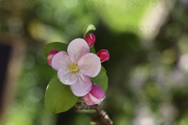 Apple blossoms (Malus), red still closed blossoms and white opened blossom with bokeh in the background, close-up, Wilnsdorf, North Rhine-Westphalia, Germany