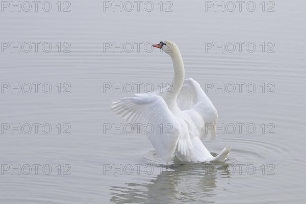 Mute swan (Cygnus olor) swimming in the water, flapping its wings, Chiemsee, Prien, Bavaria, Germany
