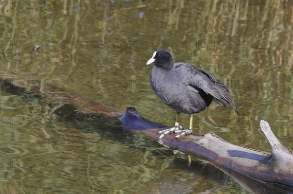 Eurasian Coot, coot rail, (Fulica atra), standing on a branch of a fallen tree on the lakeshore, Chiemsee, Prien, Bavaria, Germany