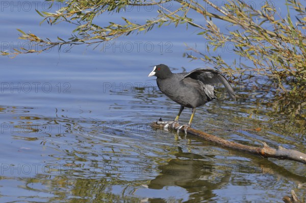 Eurasian Coot, coot rail, (Fulica atra), standing on a branch of a fallen tree on the lakeshore, Chiemsee, Prien, Bavaria, Germany