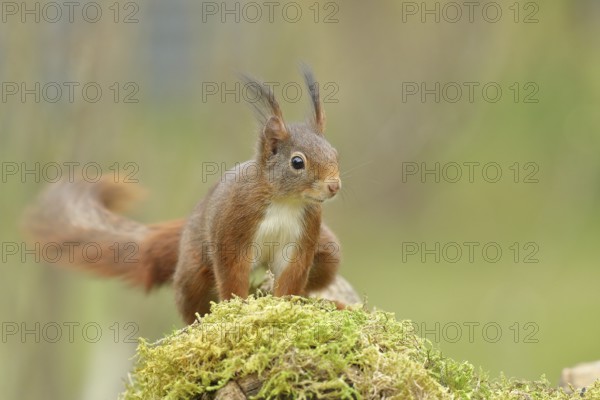 Eurasian red squirrel (Sciurus vulgaris), sitting on mossy forest floor, Wildlife, Wilnsdorf, North Rhine-Westphalia, Germany