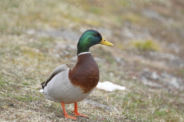Mallard (Anas platyrhynchos), male, drake, standing on a slope on the lakeshore, Chiemsee, Prien, Bavaria, Germany