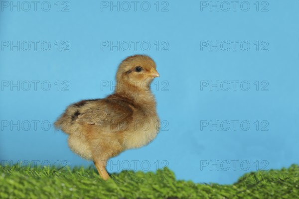 Domestic fowl (Gallus gallus domesticus), freshly hatched, chicken chick standing on grass, Wilnsdorf, North Rhine-Westphalia, Germany