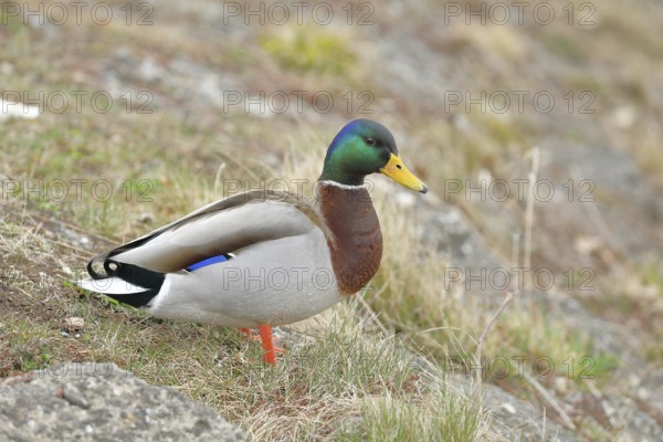 Mallard (Anas platyrhynchos), male, drake, standing on a slope on the lakeshore, Chiemsee, Prien, Bavaria, Germany