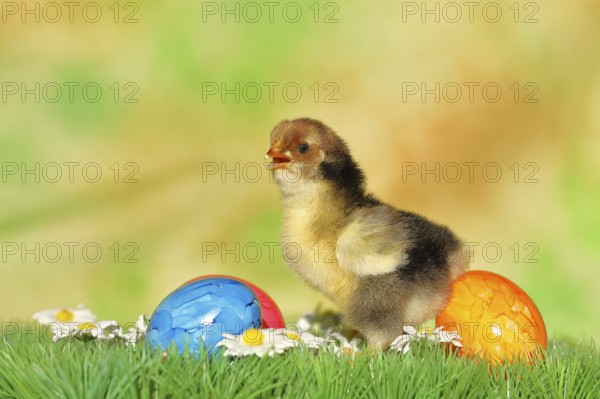 Domestic chicken (Gallus gallus domesticus), chicken chicks with colourful Easter eggs, Easter, spring, Wilnsdorf, North Rhine-Westphalia, Germany