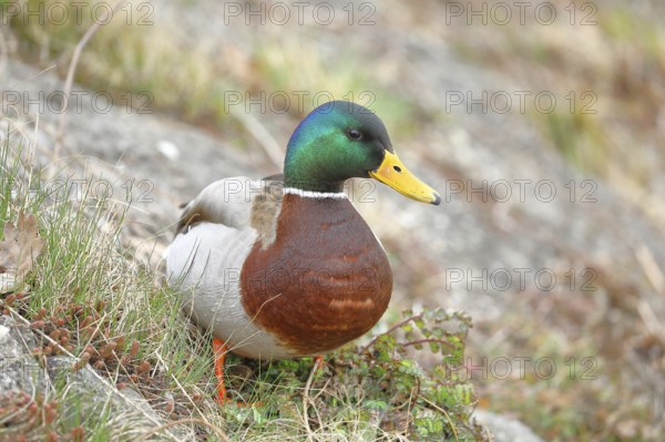 Mallard (Anas platyrhynchos), male, drake, standing on a slope on the lakeshore, Chiemsee, Prien, Bavaria, Germany