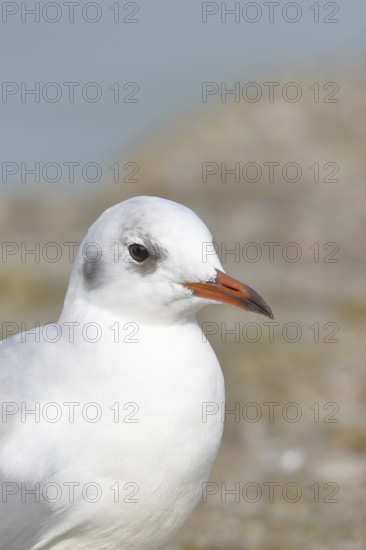 Black-headed Black-headed Gull (Chroicocephalus ridibundus), animal portrait, Lake Chiemsee, Prien, Bavaria, Germany