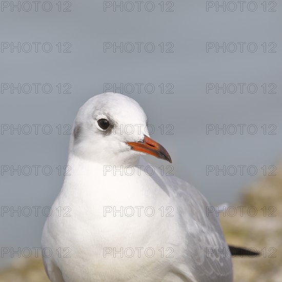 Black-headed Black-headed Gull (Chroicocephalus ridibundus), animal portrait, Lake Chiemsee, Prien, Bavaria, Germany
