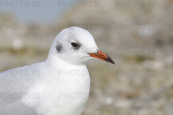 Black-headed Black-headed Gull (Chroicocephalus ridibundus), animal portrait, Lake Chiemsee, Prien, Bavaria, Germany