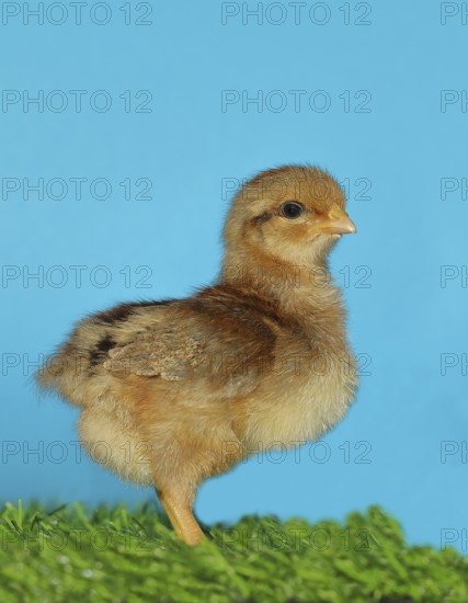 Domestic fowl (Gallus gallus domesticus), freshly hatched, chicken chick standing on grass, Wilnsdorf, North Rhine-Westphalia, Germany