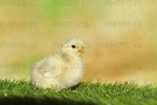 Domestic fowl (Gallus gallus domesticus), freshly hatched, chicken chick standing on grass, Wilnsdorf, North Rhine-Westphalia, Germany