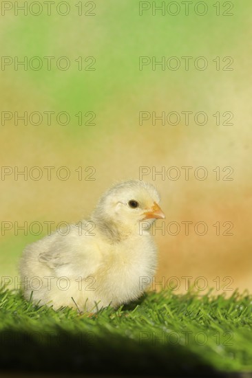 Domestic fowl (Gallus gallus domesticus), freshly hatched, chicken chick standing on grass, Wilnsdorf, North Rhine-Westphalia, Germany