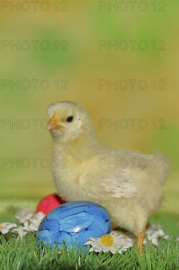 Domestic chicken (Gallus gallus domesticus), chicken chicks with colourful Easter eggs, Easter, spring, Wilnsdorf, North Rhine-Westphalia, Germany