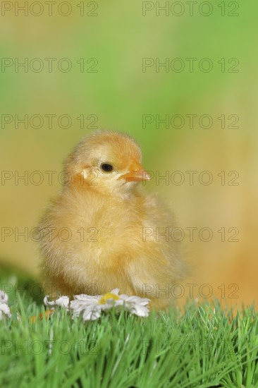 Domestic fowl (Gallus gallus domesticus), freshly hatched, chicken chick standing on grass, Wilnsdorf, North Rhine-Westphalia, Germany