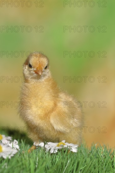 Domestic fowl (Gallus gallus domesticus), freshly hatched, chicken chick standing on grass, Wilnsdorf, North Rhine-Westphalia, Germany