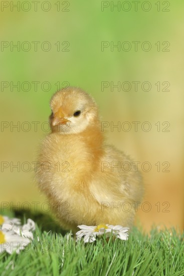 Domestic fowl (Gallus gallus domesticus), freshly hatched, chicken chick standing on grass, Wilnsdorf, North Rhine-Westphalia, Germany