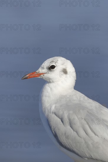 Black-headed Black-headed Gull (Chroicocephalus ridibundus), animal portrait, Lake Chiemsee, Prien, Bavaria, Germany