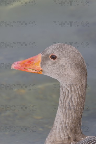 Greylag goose (Anser anser) swimming on the water, animal portrait, Chiemsee, Prien, Bavaria, Germany