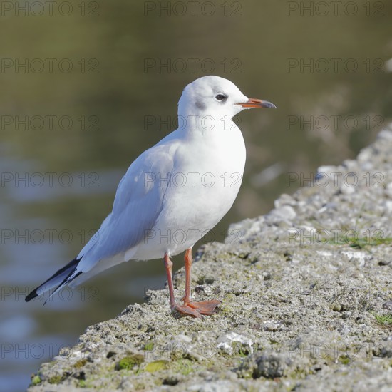 Black-headed gull (Chroicocephalus ridibundus), standing on a wall on the lakeshore, Lake Chiemsee, Prien, Bavaria, Germany