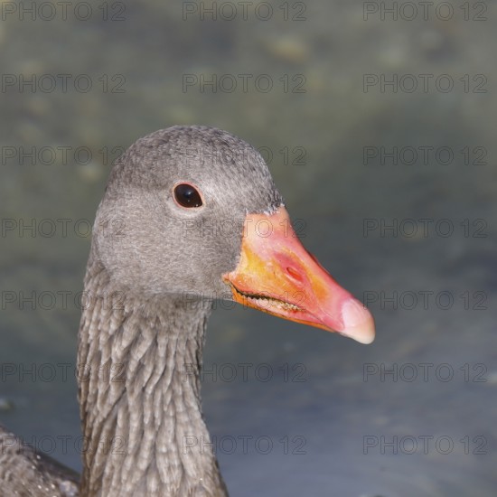 Greylag goose (Anser anser) swimming on the water, animal portrait, Chiemsee, Prien, Bavaria, Germany