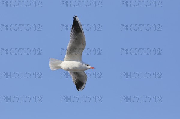 Black-headed Black-headed Gull (Chroicocephalus ridibundus), in flight, Lake Chiemsee, Prien, Bavaria, Germany