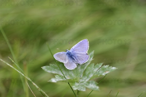 Blue butterfly (Polyommatus icarus), male, blue wings, meadow, colourful, pretty, Germany, The butterfly sits with spread wings on a green leaf