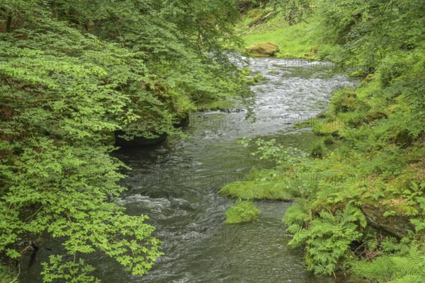 River Kamnitz near Hrensko, Czech Republic