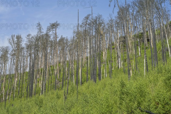 Bare trunks, forest recovers after forest fire from 2022 east of Hrensko, Czech Republic