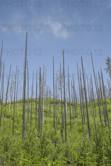 Bare trunks, forest recovers after forest fire from 2022 east of Hrensko, Czech Republic
