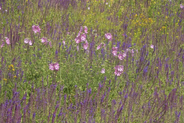 Wildflowers, Meadow, Messedamm, Charlottenburg, Berlin, Germany